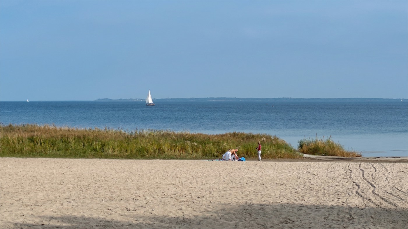 Breiter Sandstrand der Wohlenberger Wiek mit Schilfgürtel, dahinter die ruhige Ostsee und ein Segelboot am Horizont.