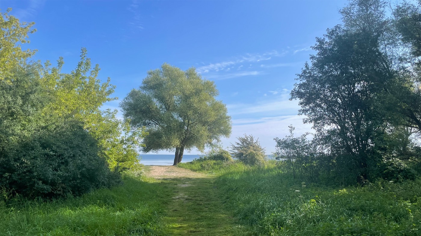 Grasbewachsener Weg zwischen Bäumen und Sträuchern, der bei Sonnenschein und blauem Himmel zum Strand hinunterführt.
